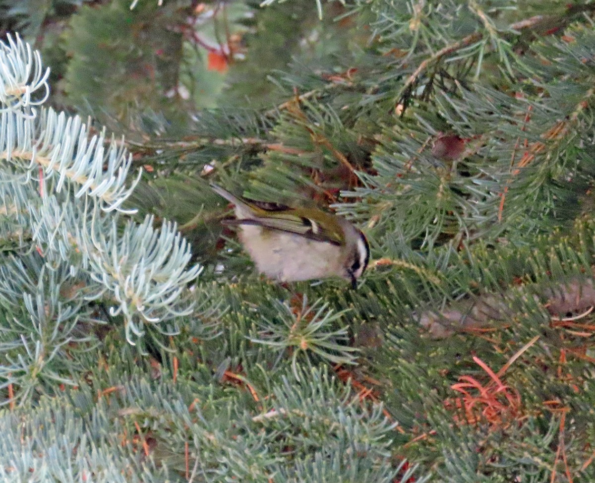 králíček zlatohlavý - ML646647750