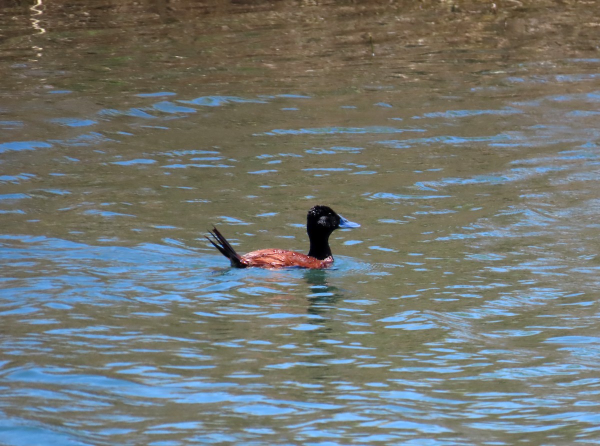 Malvasía Argentina - ML646647751