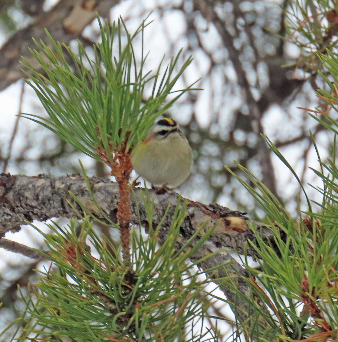 králíček zlatohlavý - ML646647752