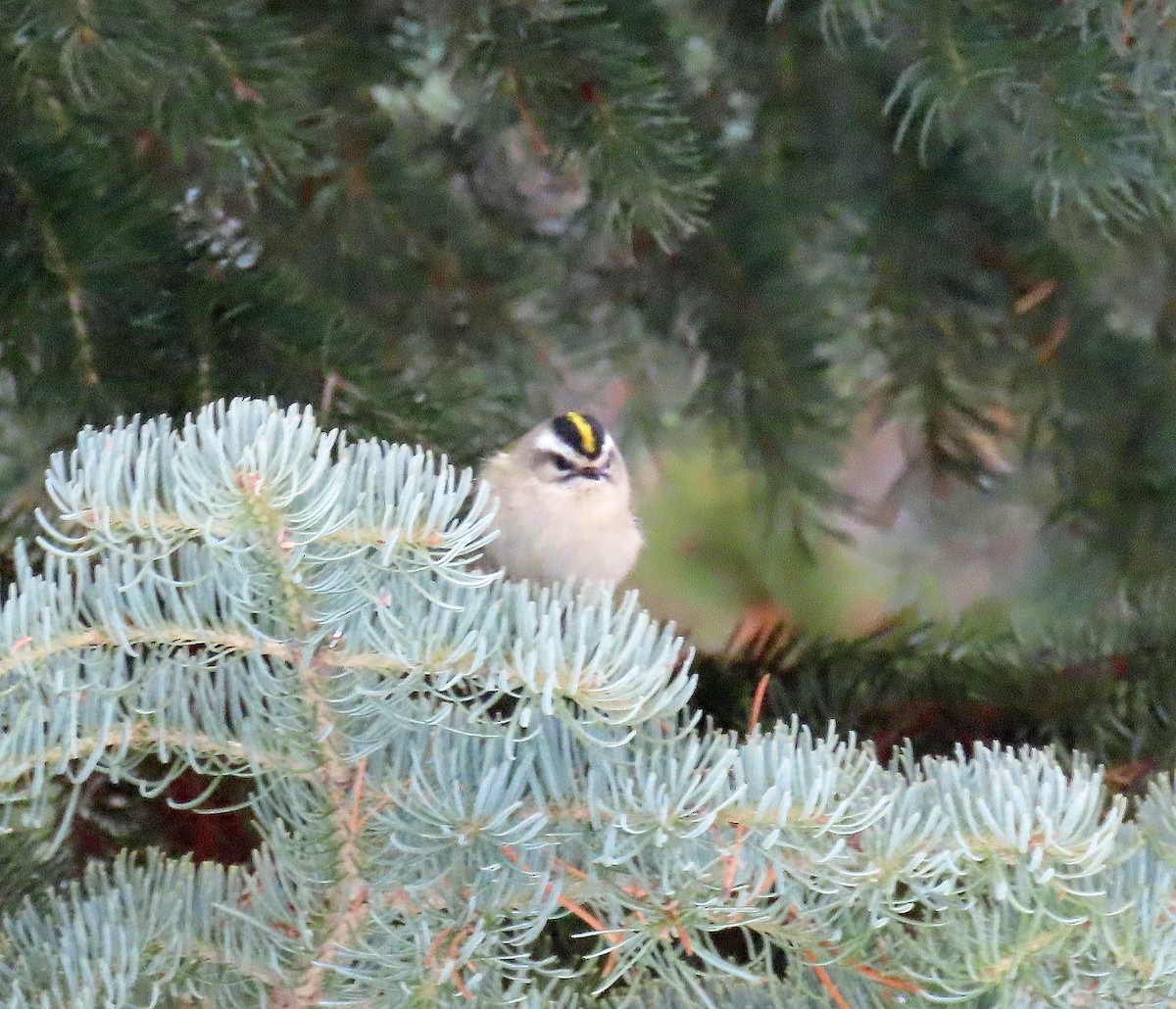 králíček zlatohlavý - ML646647754