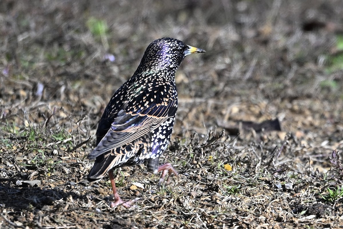 European Starling - ML646647755