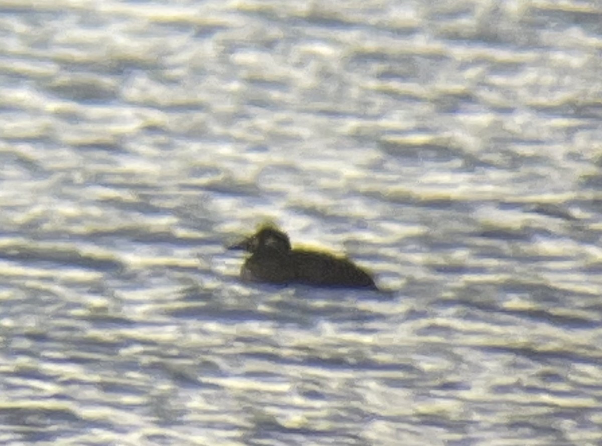 Surf Scoter - ML646647757