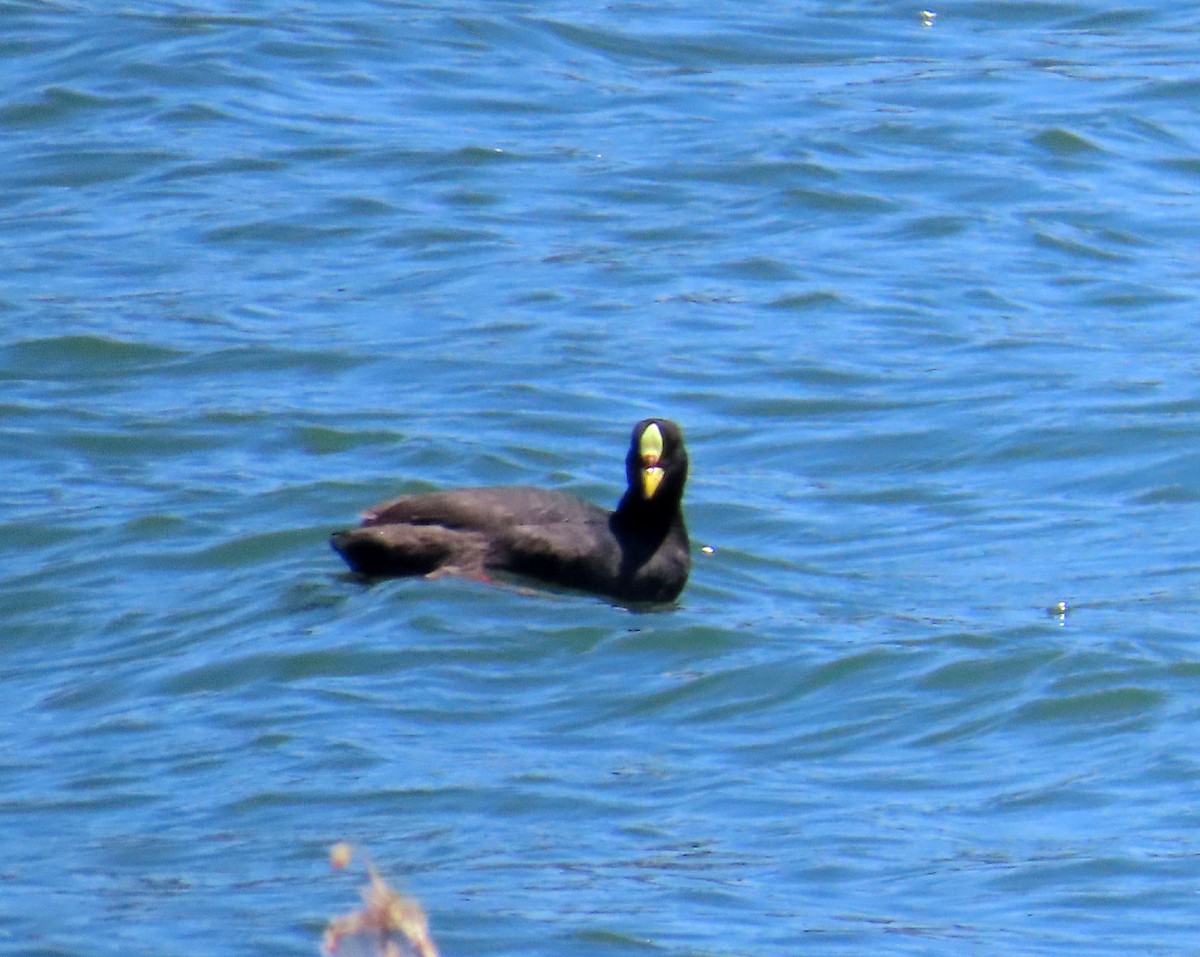 Focha de Ligas - ML646647764