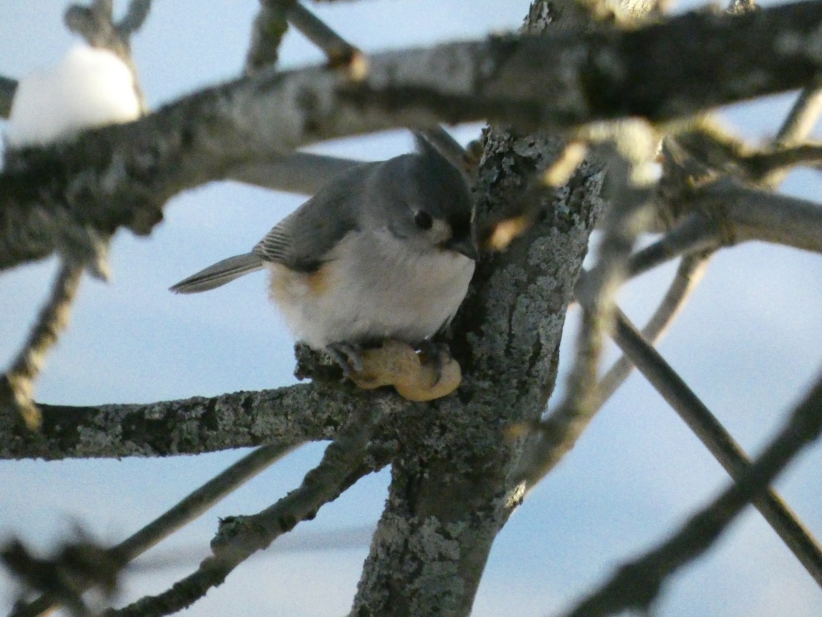 Tufted Titmouse - ML646647766
