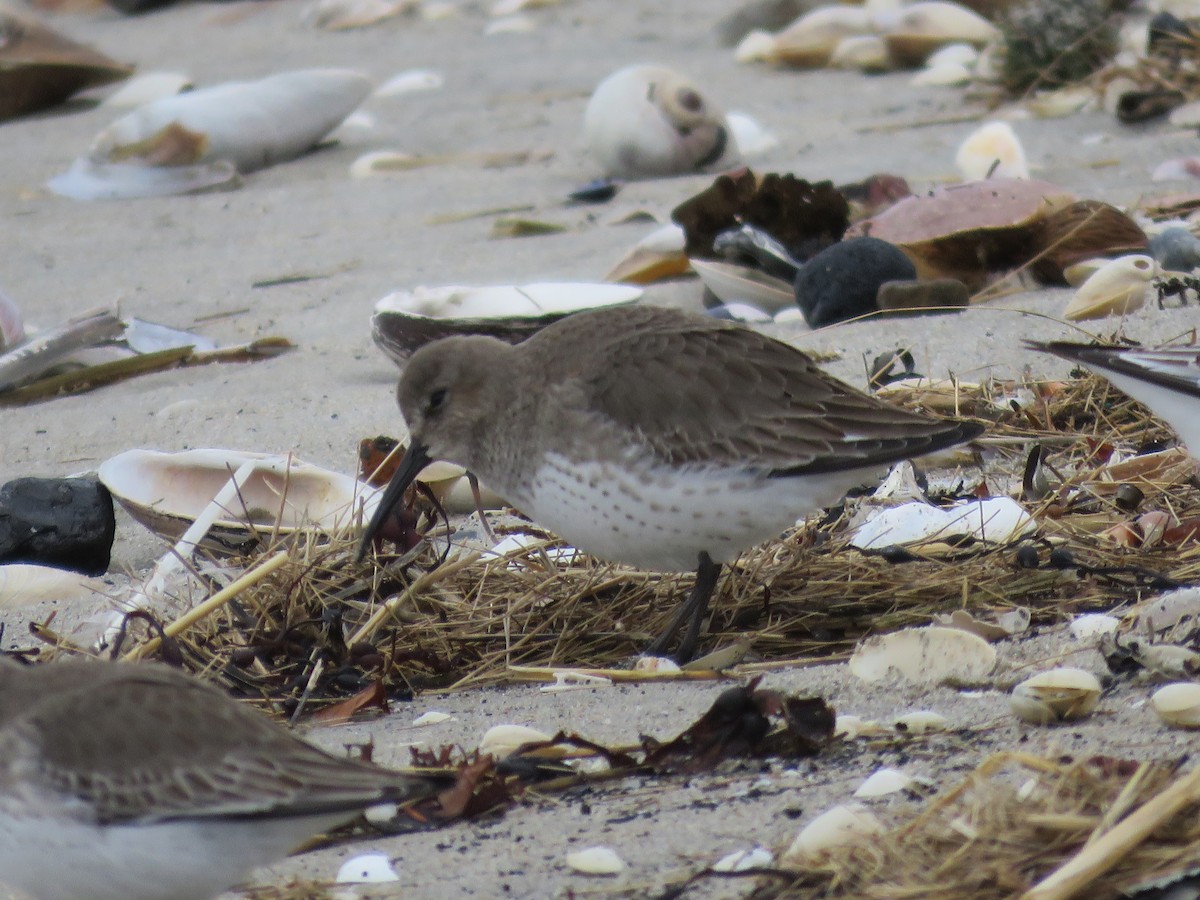 Piovanello pancianera - ML646647768