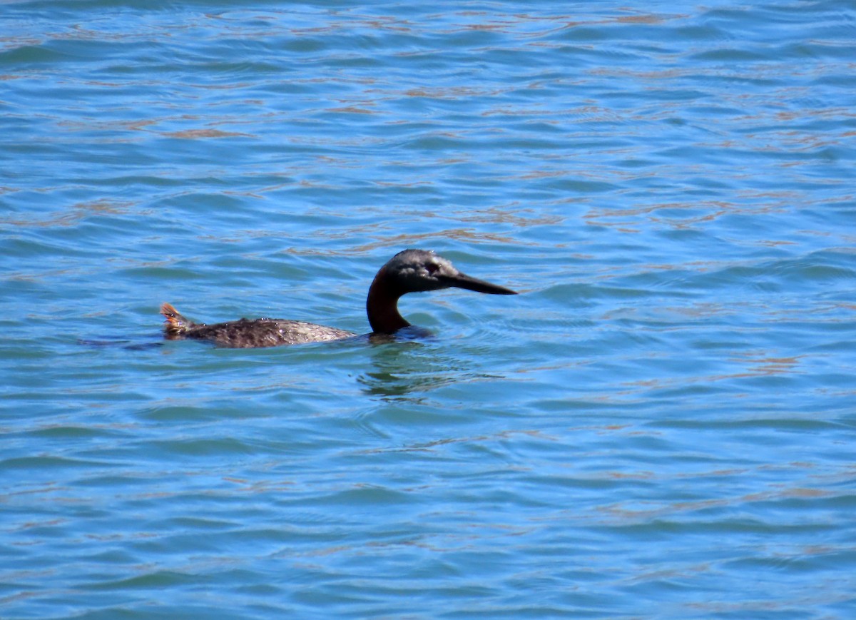 Somormujo Macachón - ML646647769