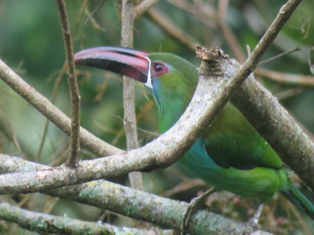 Crimson-rumped Toucanet - ML646647771