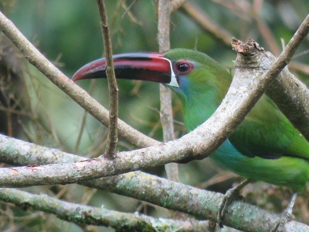 Crimson-rumped Toucanet - ML646647772