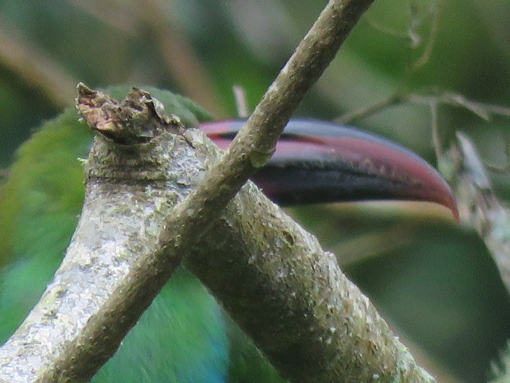 Crimson-rumped Toucanet - ML646647773