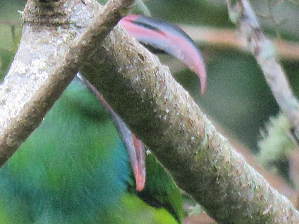 Crimson-rumped Toucanet - ML646647774