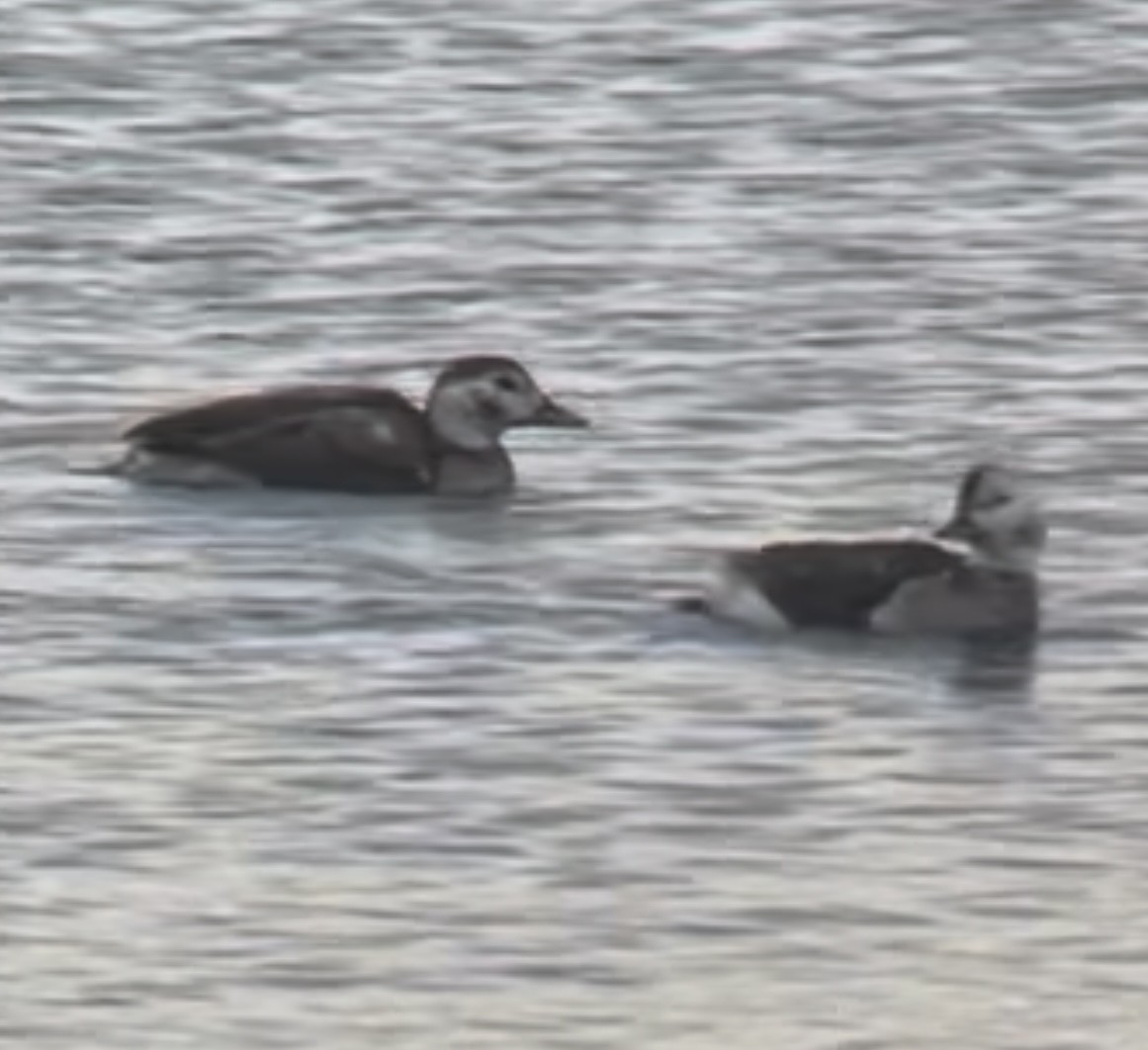 Moretta codona - ML646647781