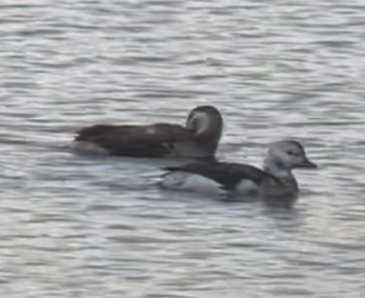 Moretta codona - ML646647782