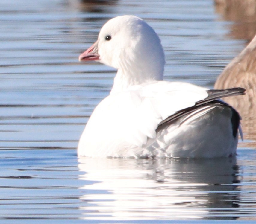 Гусь Росса - ML646647783