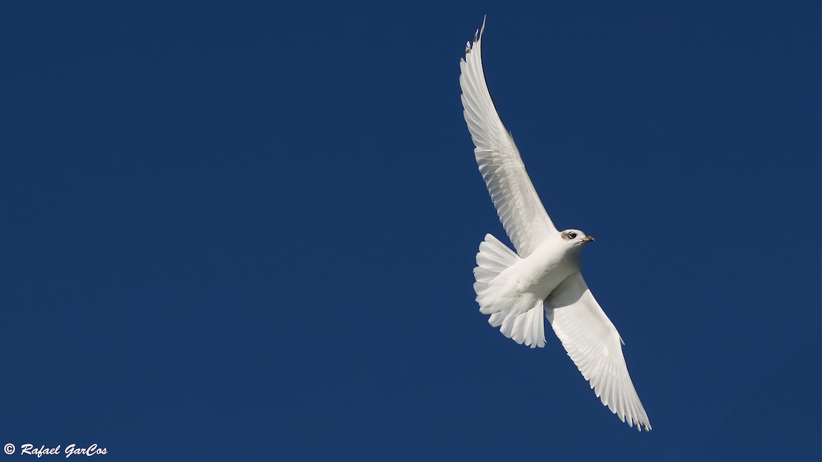 Mediterranean Gull - ML646647784