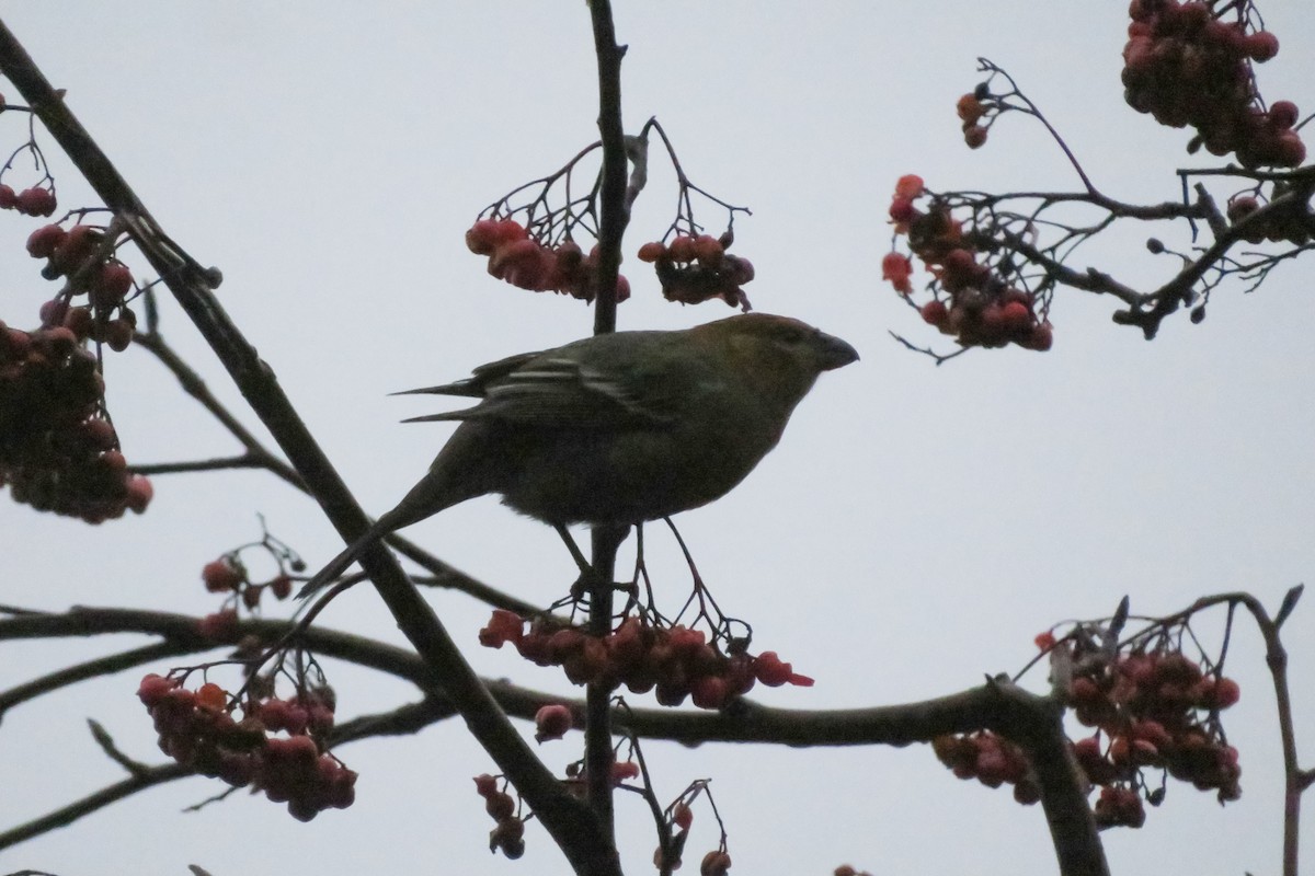 ギンザンマシコ - ML646647787