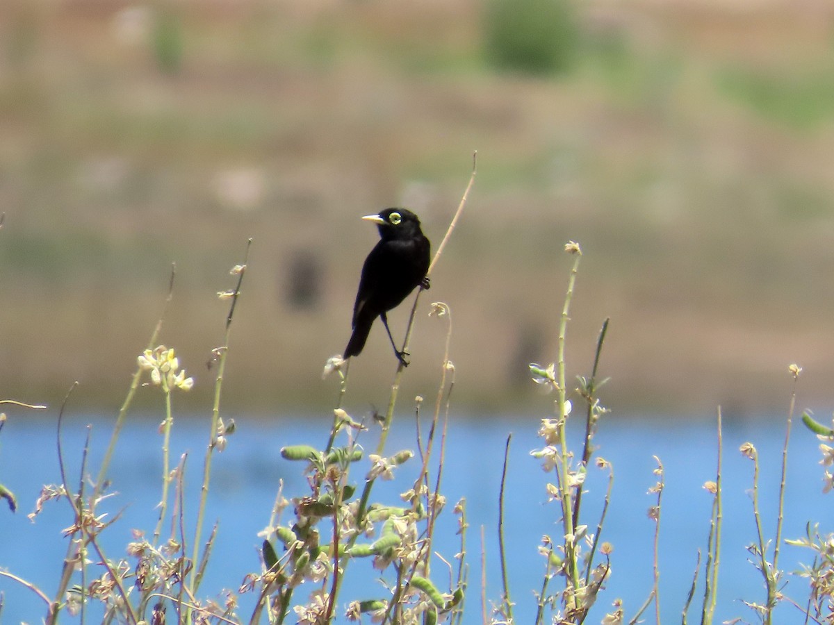 Viudita Picoplata - ML646647789