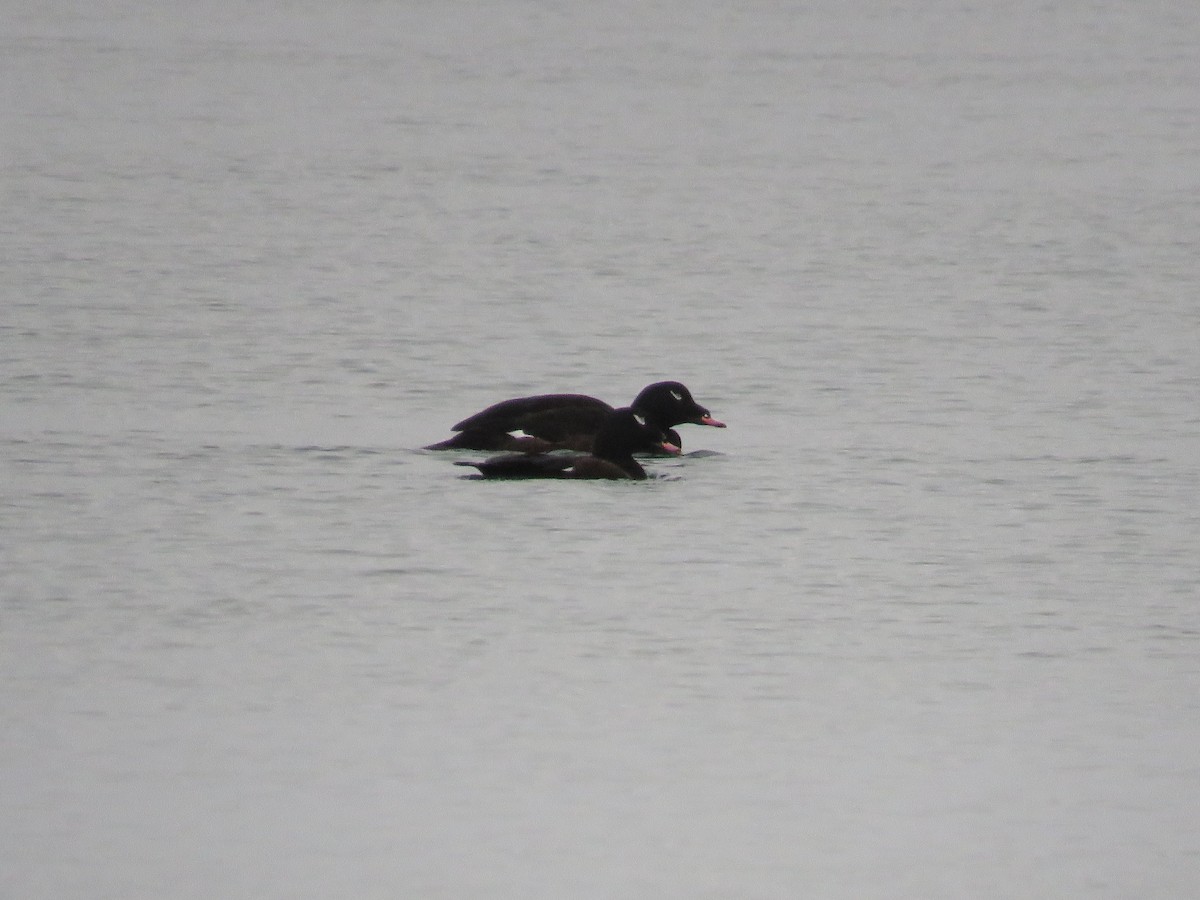 White-winged Scoter - ML646647790