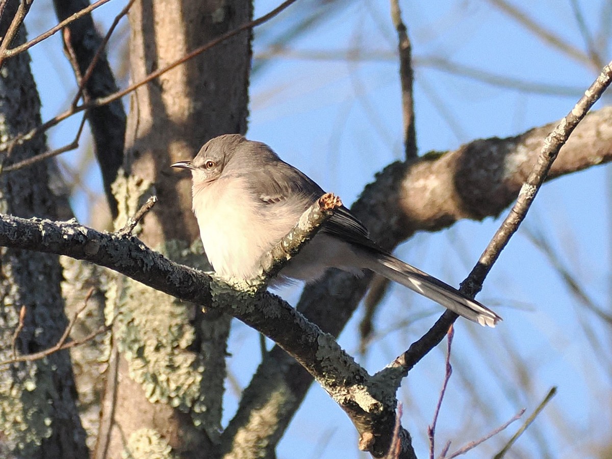 Многоголосый пересмешник - ML646647792