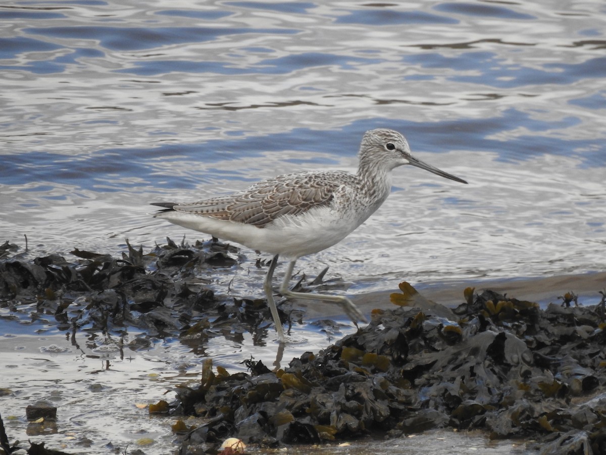 Grünschenkel - ML646647793