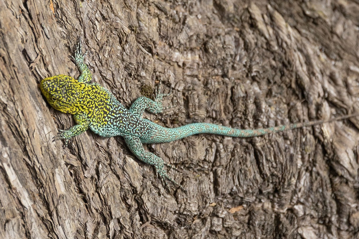 Blue-Green Smooth-throated Lizard - ML646647798