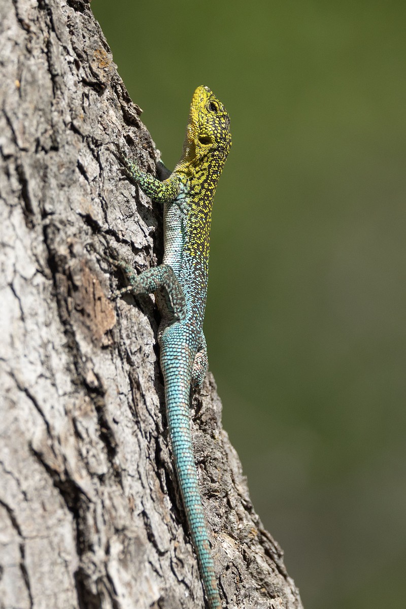 Blue-Green Smooth-throated Lizard - ML646647799