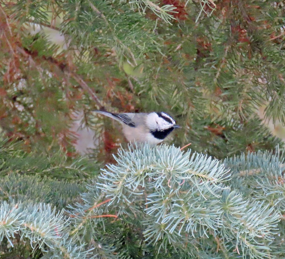 sýkora horská - ML646647800