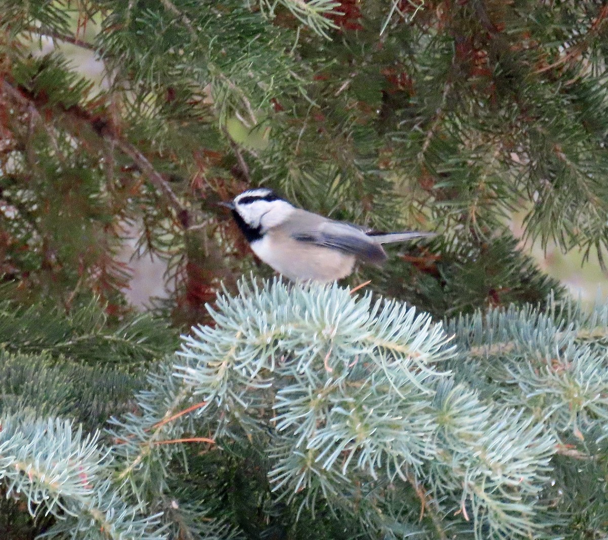 sýkora horská - ML646647801