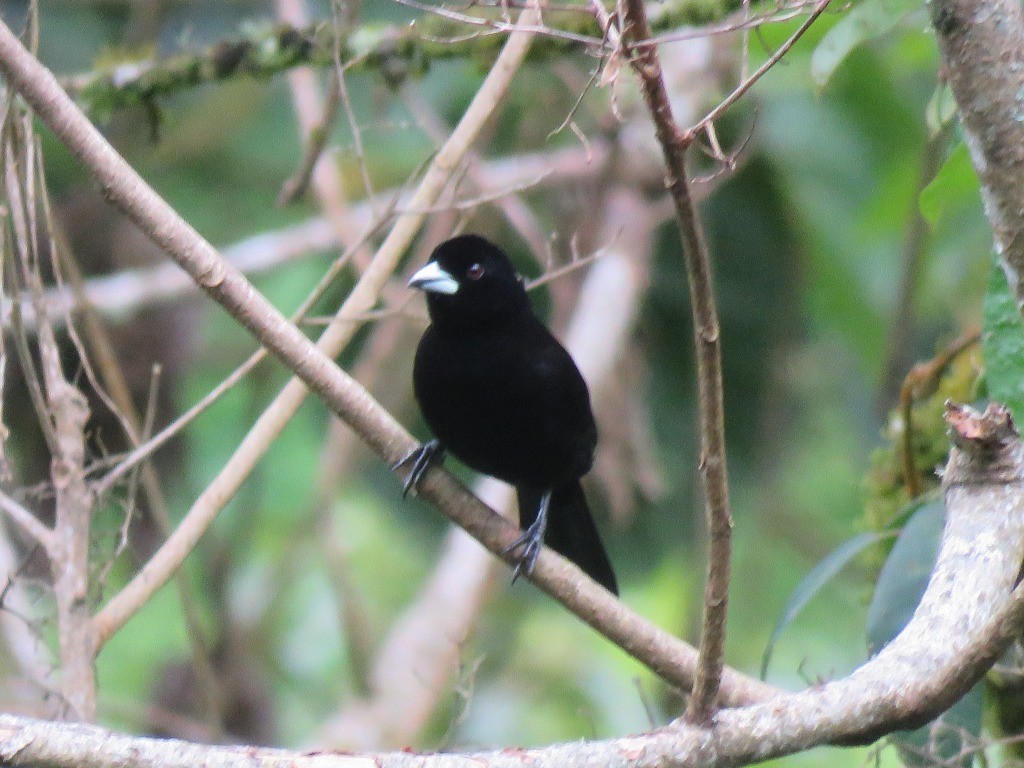Flame-rumped Tanager - ML646647802