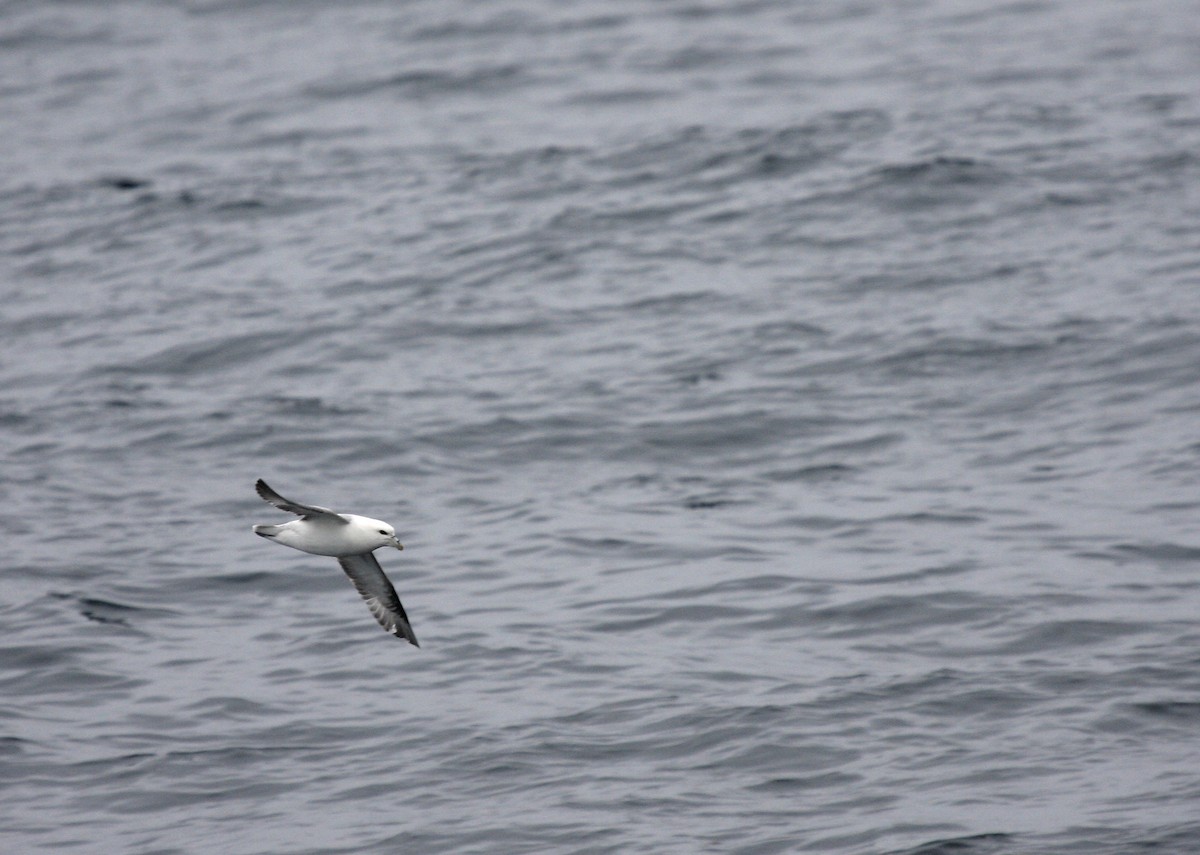 Northern Fulmar - ML646647805