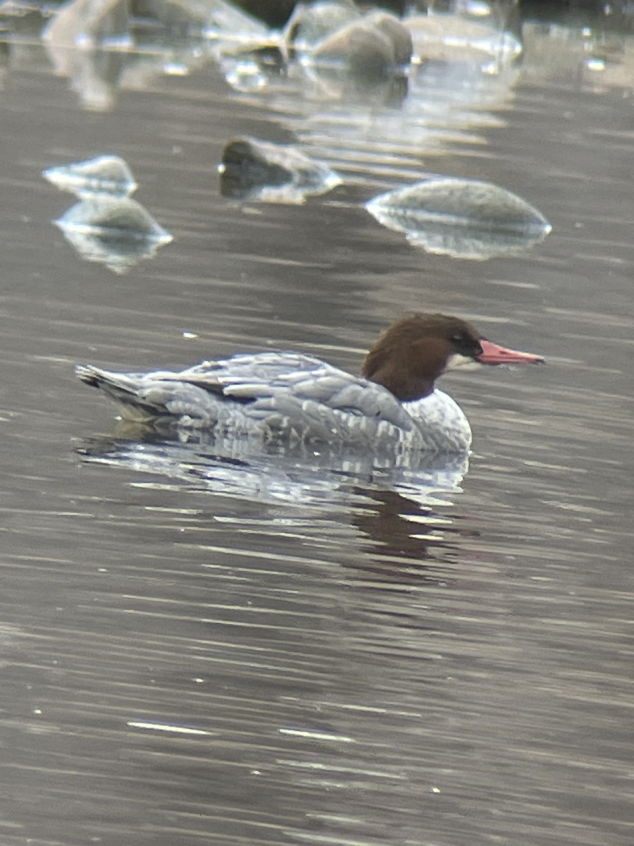 Smergo maggiore - ML646647806