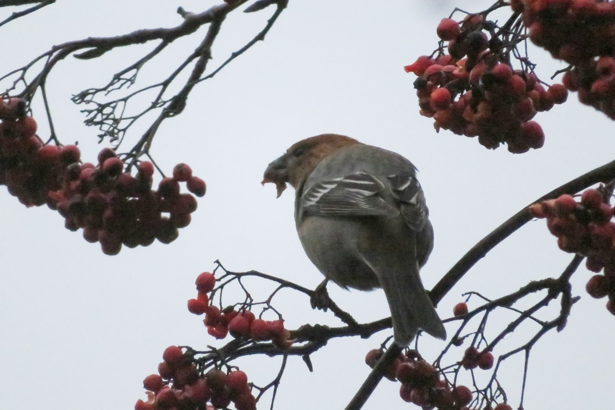 ギンザンマシコ - ML646647807