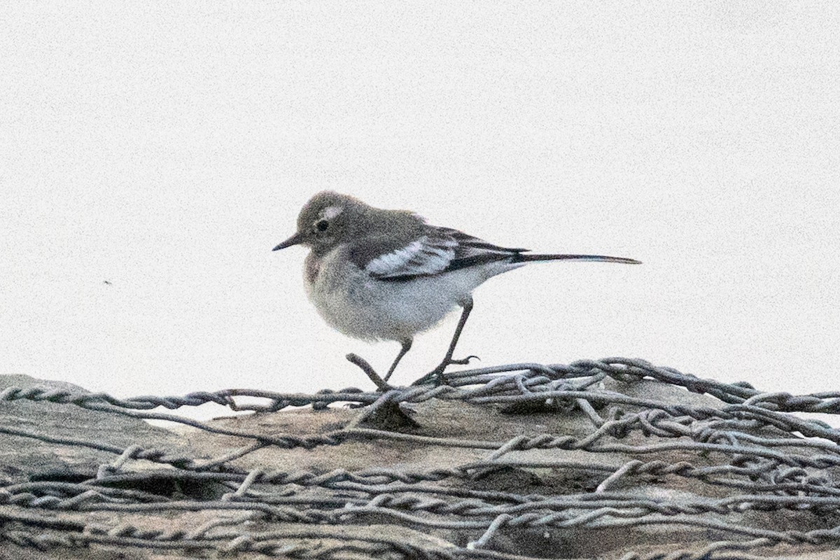 Bergeronnette grise - ML646647808