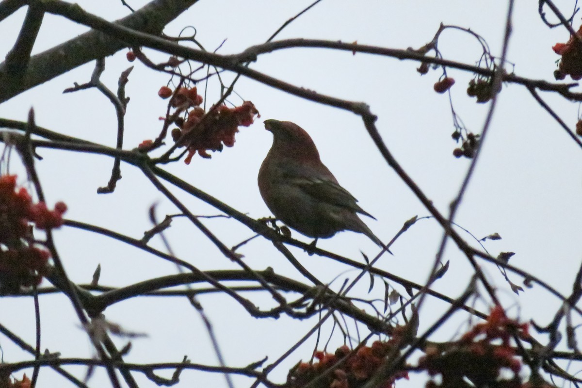 ギンザンマシコ - ML646647809