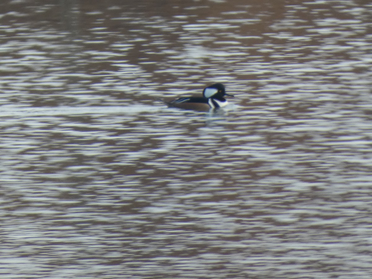 Hooded Merganser - ML646647810