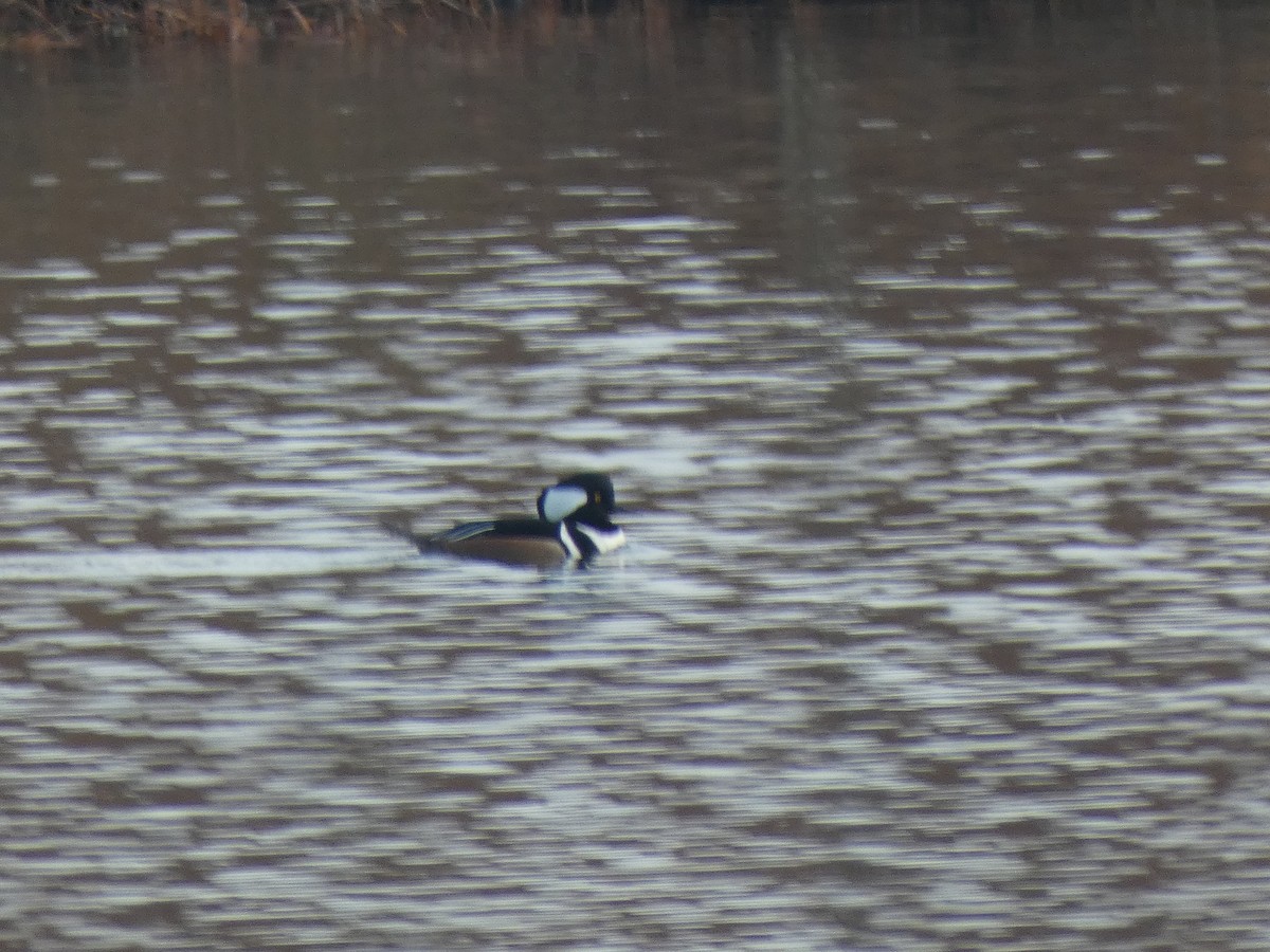 Hooded Merganser - ML646647811