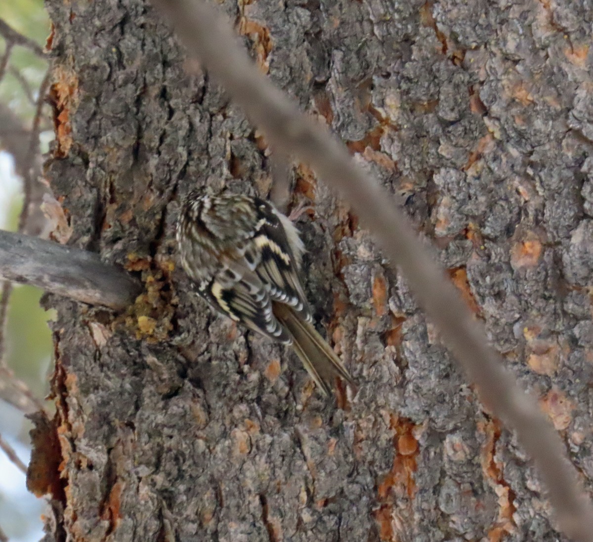 šoupálek americký - ML646647812