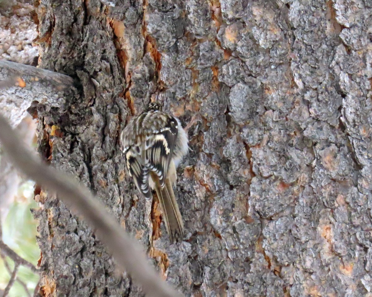 šoupálek americký - ML646647813