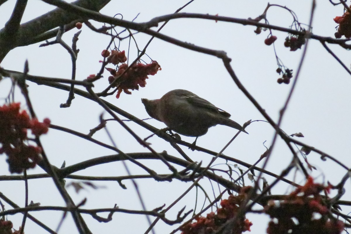 ギンザンマシコ - ML646647814