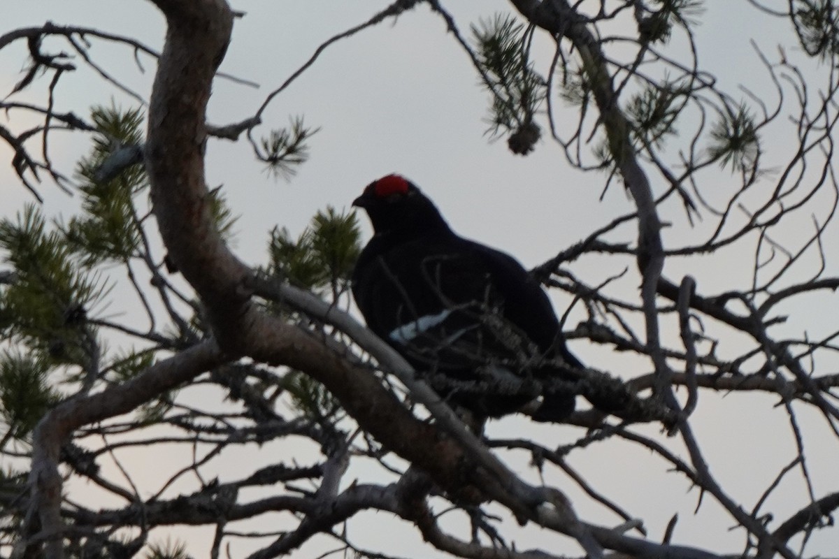 Black Grouse - ML646647816