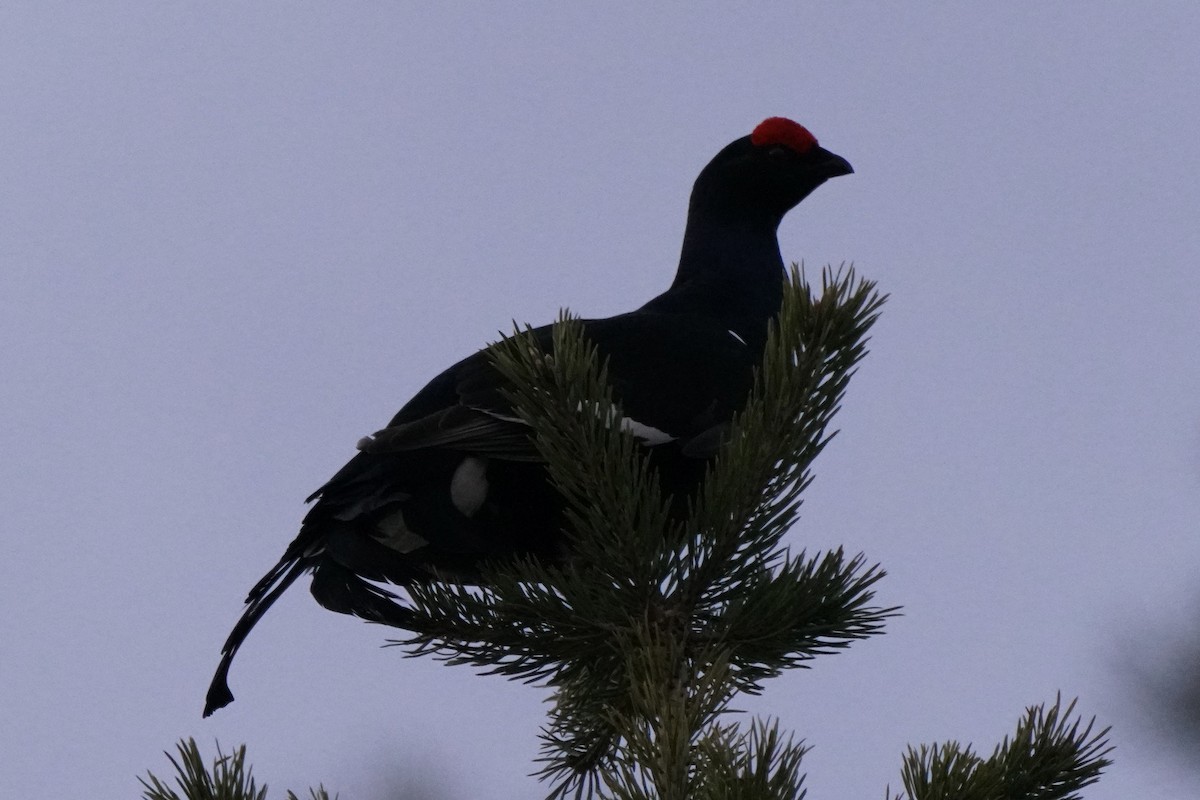 Black Grouse - ML646647817