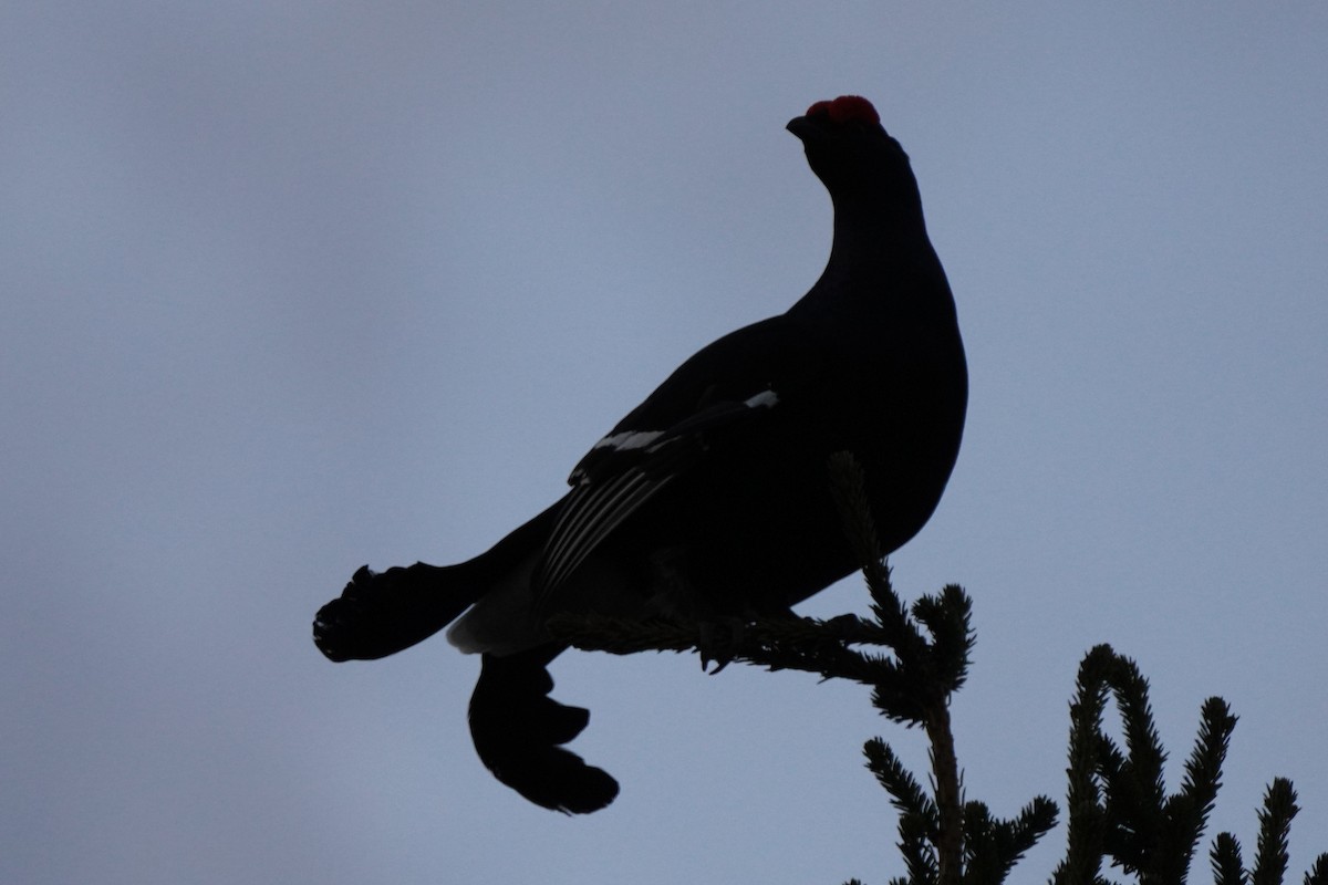 Black Grouse - ML646647818