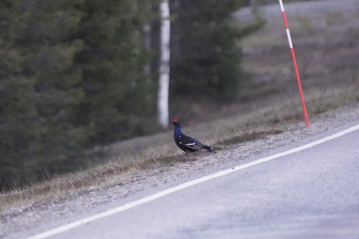 Black Grouse - ML646647820