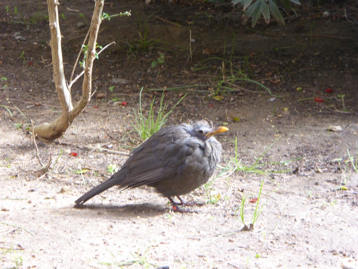 Eurasian Blackbird - ML646647831
