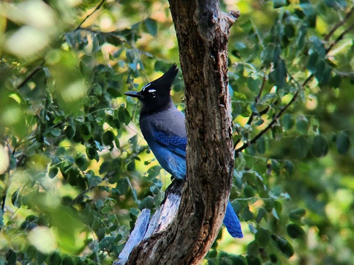 Steller's Jay - ML646647834