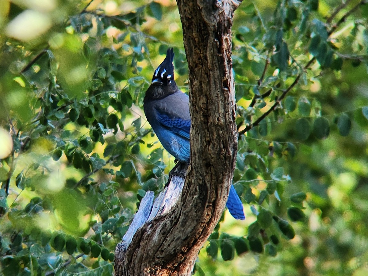 Steller's Jay - ML646647835