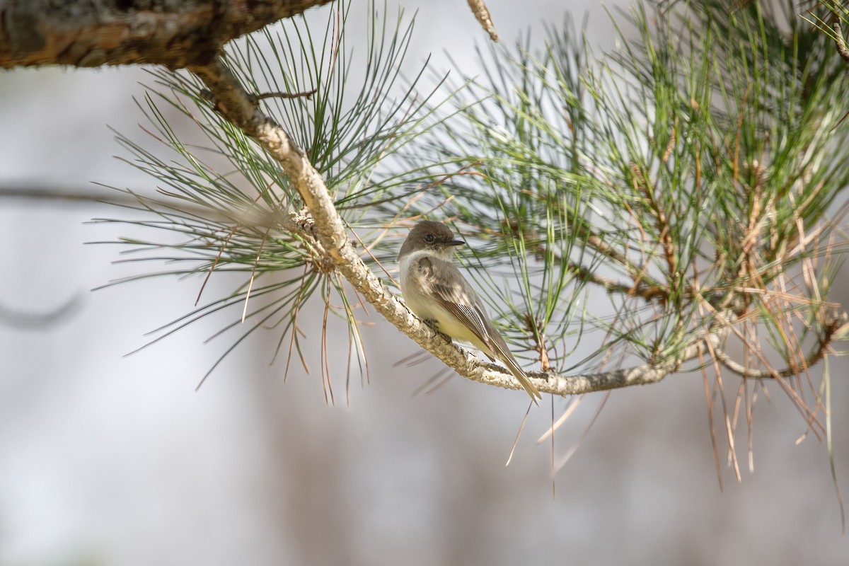 Eastern Phoebe - ML646647836