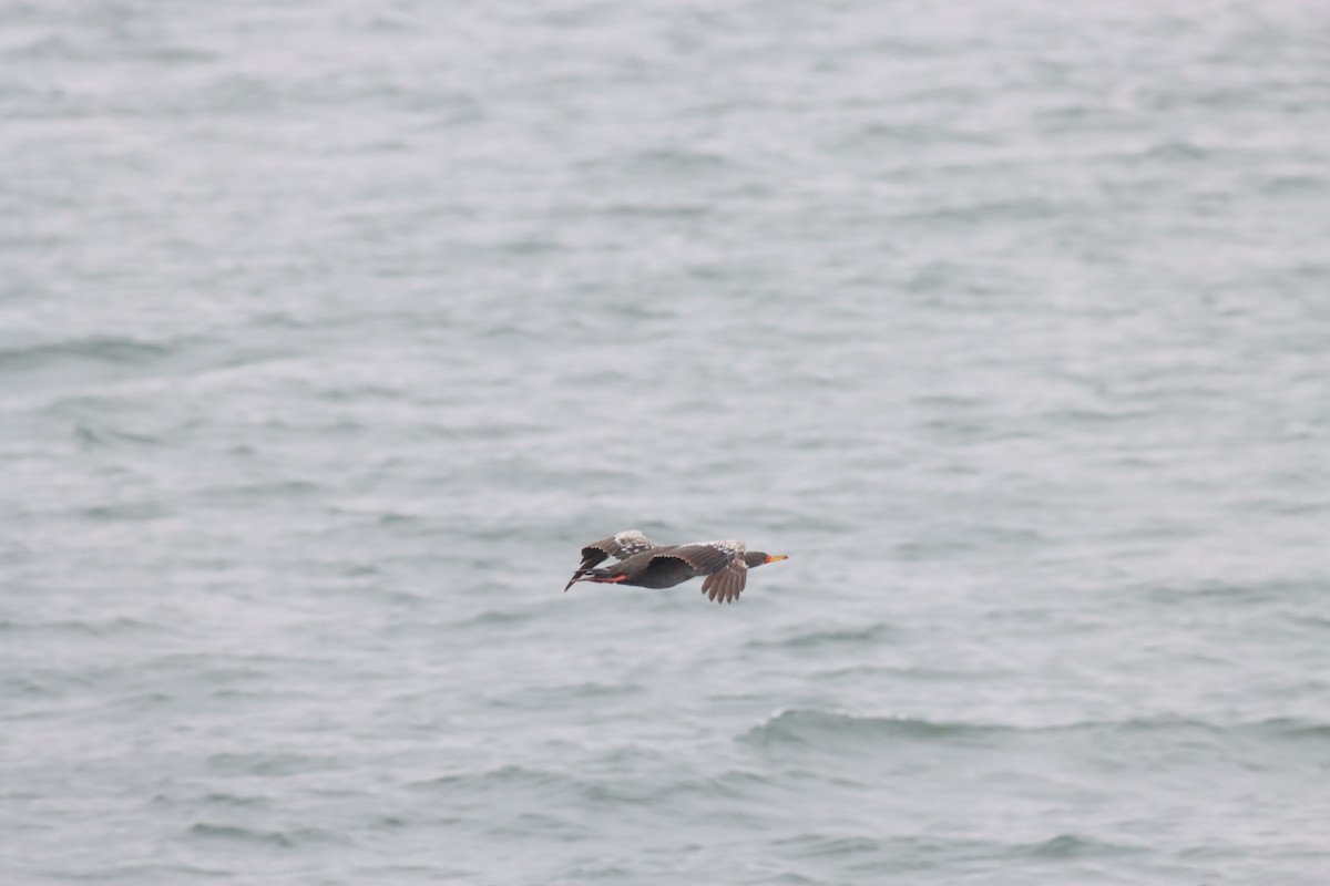 Red-legged Cormorant - ML646647837