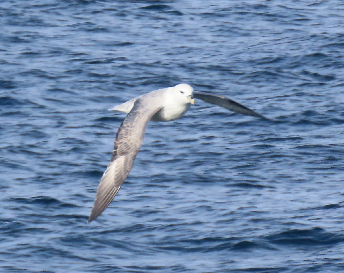 暴風鸌 - ML646647838