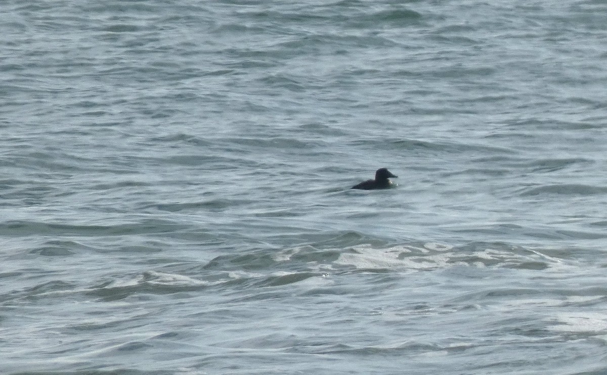 scoter sp. - ML646647839