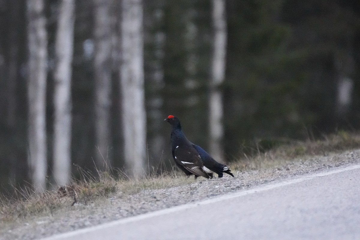 Black Grouse - ML646647840